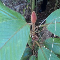 Dipterocarpus hispidus Thwaites